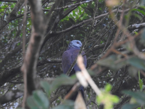 Nilgiri Wood Pigeon (Columba elphinstonii)