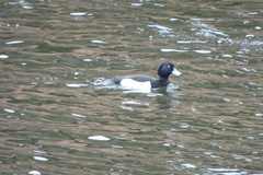 Aythya fuligula