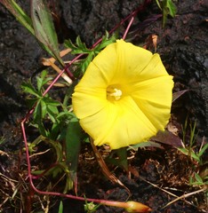 Distimake rhyncorhiza