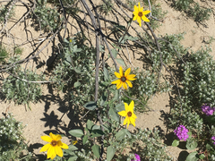 Helianthus petiolaris canescens