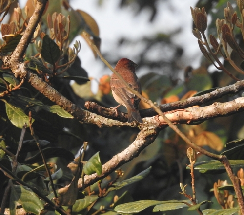 Common Rosefinch (Carpodacus erythrinus), photo 3