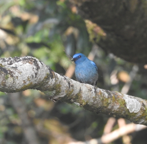 Nilgiri Flycatcher (Eumyias albicaudatus)