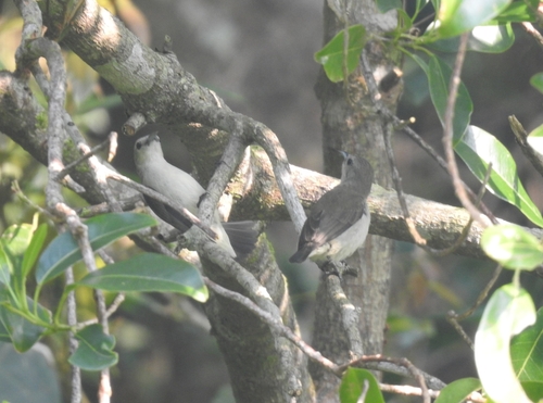 Nilgiri Flowerpecker (Dicaeum concolor)
