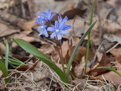 Scilla forbesii