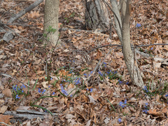 Scilla forbesii