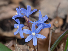 Scilla forbesii