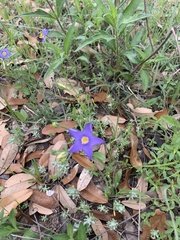 Giliastrum rigidulum