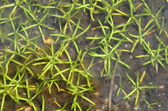 Littorella uniflora