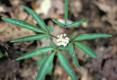 Panax trifolius