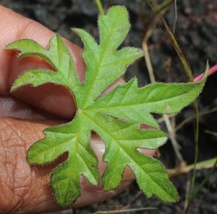 Distimake rhyncorhiza