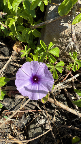 Ipomoea indica observed 2025-08-18