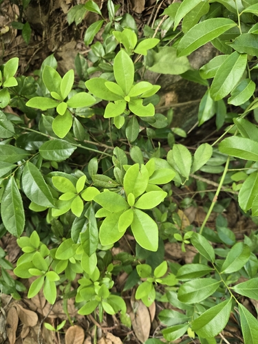 Litsea rotundifolia