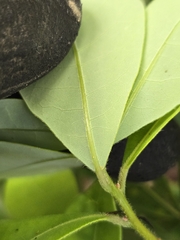 Litsea rotundifolia, photograph (c) jimmy, some rights reserved (CC BY)