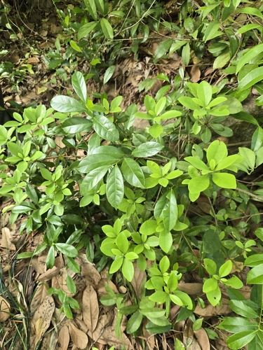 Litsea rotundifolia, photograph 4