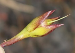 Distimake rhyncorhiza