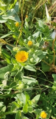 Calendula