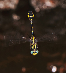 Hylogomphus apomyius