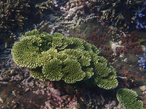 Acropora hyacinthus observed 2026-04-26