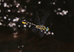 Hylogomphus apomyius