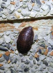Opisthoplatia
