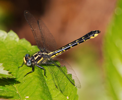 Hylogomphus apomyius