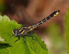 Hylogomphus apomyius