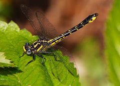 Hylogomphus apomyius