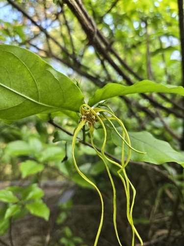 Strophanthus divaricatus, photograph 3