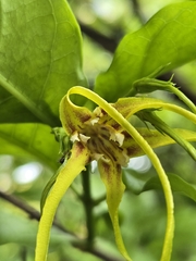 Strophanthus divaricatus, photograph (c) jimmy, some rights reserved (CC BY)
