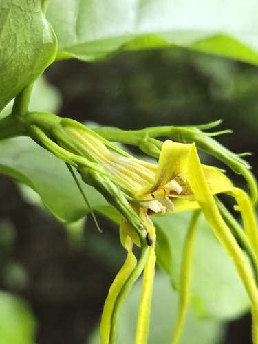 Strophanthus divaricatus, photograph 5