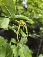 Strophanthus divaricatus, photograph (c) jimmy, some rights reserved (CC BY)