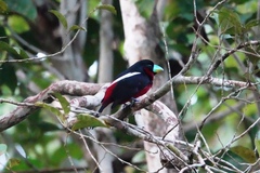 Cymbirhynchus macrorhynchos