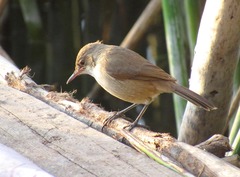 Acrocephalus scirpaceus