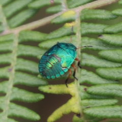 Erachtheus lutulentus