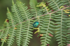 Erachtheus lutulentus