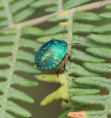 Erachtheus lutulentus