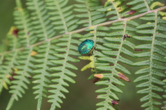 Erachtheus lutulentus