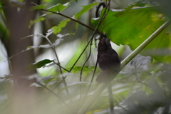 Schoeniparus brunneus