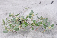 Atriplex laciniata