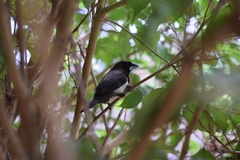 Lonchura striata