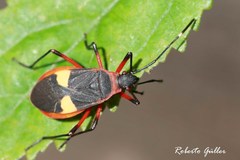 Dysdercus albofasciatus
