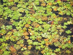 Marsilea crenata