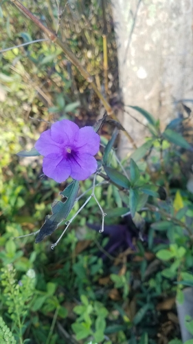 Ruellia simplex image
