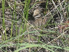 Pampasatyrus gyrtone