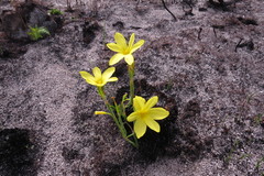 Moraea pyrophila
