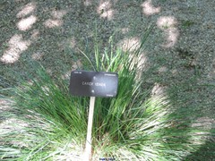 Carex idahoa