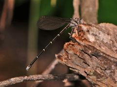 Argia tibialis