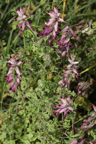 Fumaria purpurea