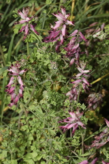 Fumaria purpurea