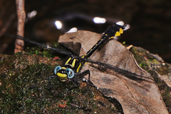 Hylogomphus apomyius